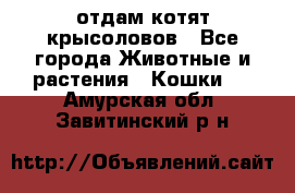 отдам котят крысоловов - Все города Животные и растения » Кошки   . Амурская обл.,Завитинский р-н